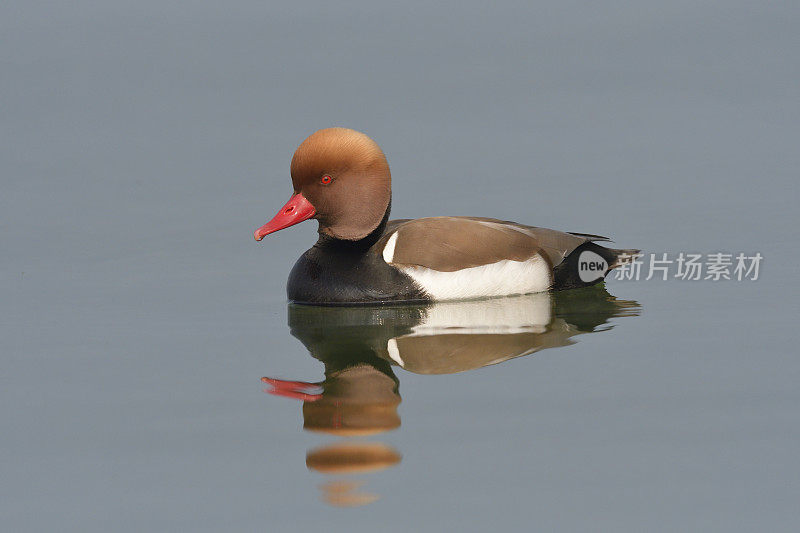 红冠潜鸭(Netta rufina)